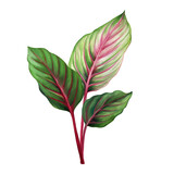 Fototapeta Tulipany - Pink caladium. Green palm leaf. Tropical plants. Watercolor botany.