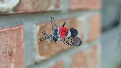 Wall Mural - Spotted Lanternfly (Lycorma Delicatula) Planthopper Stuck in Spider's Web by the Brick Wall - Macro. Spider Killing Trapped Prey