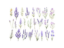 Set Of Tender Watercolor Lavender Flower Elements Isolated On White Background