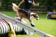 © Megan - Dog doing Dog agility