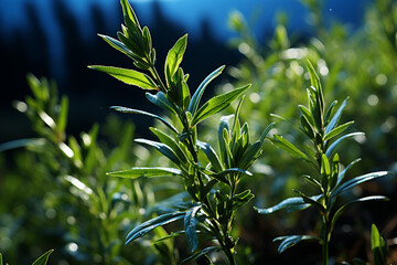 Poster - A tarragon plant bathed in natural light, its elongated leaves glistening, emphasizing its anise-like flavor profile. Generative AI technology.