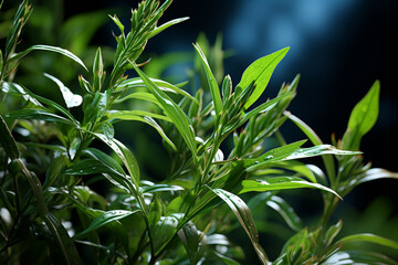 Poster - A tarragon plant bathed in natural light, its elongated leaves glistening, emphasizing its anise-like flavor profile. Generative AI technology.