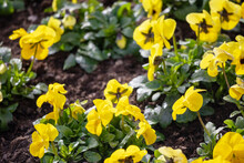 Yellow Flowers In A Garden