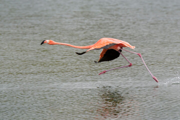 Wall Mural - American or Caribbean flamingo (Phoenicopterus ruber) running in water for fly off, lake Goto, Bonaire, Dutch Caribbean.