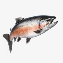 Salmon On A White Background. 3d Rendering Illustration. Salmon Fish