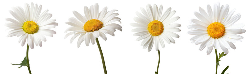 Set of daisy flower isolated on white background