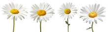 Set Of Daisy Flower Isolated On White Background