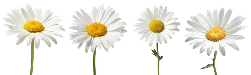 set of daisy flower isolated on white background