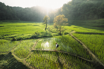 Poster - Rice fields in rural forest at dusk