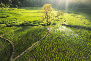 Poster - Rice fields in rural forest at dusk