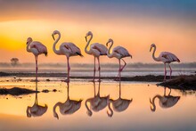 Nature Scenery Or Natural Painting By Greater Flamingo Flock Or Flamingos Family During Winter Migration
