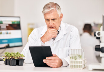 Canvas Print - Science man, plants and thinking on tablet for agriculture solution, problem solving and growth analysis. Scientist or senior doctor focus on digital results or sustainability research in laboratory