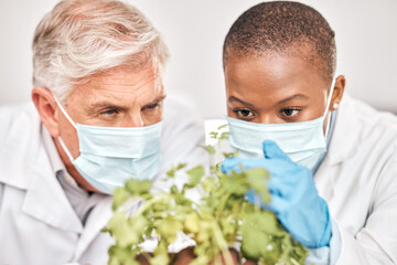 Wall Mural - Research, man or black woman with plants, science or collaboration with growth, scientific experiment or agriculture development. Researchers, scientists or workers with masks, attention or leaf data