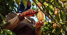 Harvest The Agricultural Cocoa Business Produces. Low-angle View Of .Cocoa Farmers Use Pruning Shears To Cut The Cocoa Pods Or Ripe Yellow Cacao From The Cacao Tree
