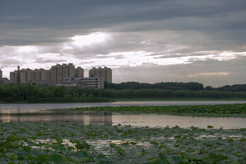 Wall Mural - In the evening, dark clouds enveloped the sky above the city park, revealing an orange sunset scene