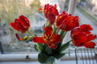 red parrot tulips in vase