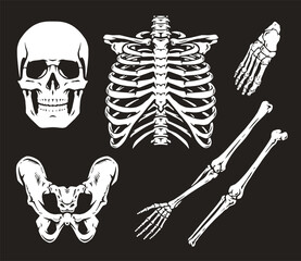 Wall Mural - Disassembled skeleton monochrome set stickers