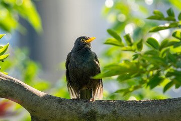 Wall Mural - Close-up of a sitting common blackbird during spring time