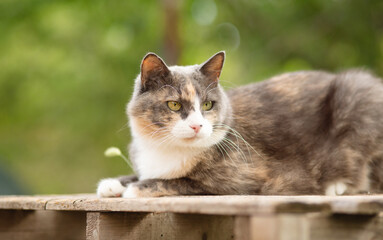 Wall Mural - beautiful gray and white cat lying on wooden stand on nature, pet life concept