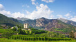 Vineyards below the castle of Aymavilles. Aosta Valley, Italy