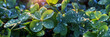 Grüne Blätter mit Wassertropfen Nahaufnahme in Querformat als Banner, ai generativ