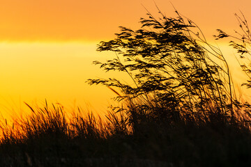 Golden sunset on the coastal dunes.