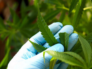 Wall Mural - part of the cannabis leaves eaten in the plants is examined in the hands of the farmer's gloves