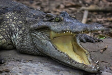 Close Up Crocodile Is Action Show Head In Garden
