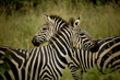 Zebras in Akagera National Park, Rwanda 