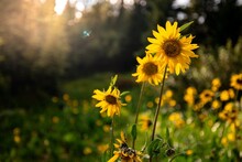 Sunflowers Plant Blooming On Field Meadow Colorado Nature Yellow Flower Green Grass Sun Shining Sunset Summer July Hike Outdoors Closeup Macro Photography Background Natural Color Beautiful Scene