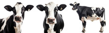 Collection Of Three Black And White Cows, Animal Bundle Isolated On A White Background As Transparent PNG