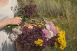 © junky_jess - Female hands hold a basket of meadow herbs in summer, close up, selective focus.