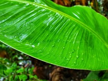 Water Droplets On Green Banana Leaf HD
