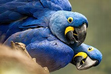 Stunning Image Of Two Blue Macaws Standing Side-by-side In A Natural Setting