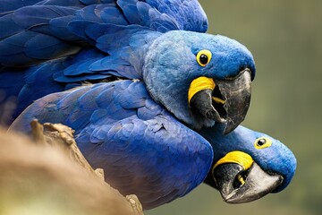 Canvas Print - Stunning image of two blue macaws standing side-by-side in a natural setting