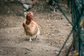 Canvas Print - a chicken stands on the ground near a chain link fence