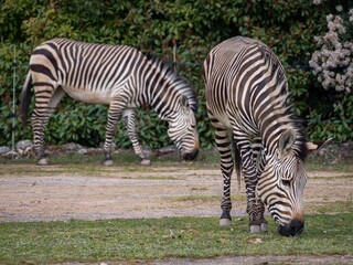 Wall Mural - Beautiful zebra stands in the savannah of the Parc de la Tete d'Or in Lyon, France