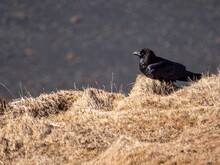 A Crow Standing On Top Of Some Tall Dry Grass And Dry Grass