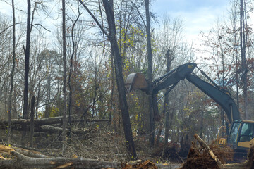 Wall Mural - Worker prepare ground for building house with using excavator is to uproot trees in forest