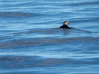 Canvas Print - Seabird gliding gracefully across a tranquil ocean on a sunny day