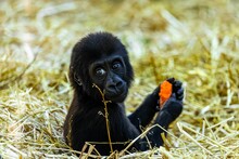 An Image Of A Black Monkey Eating A Carrot On A Straw Bale