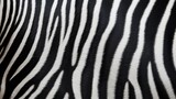Fototapeta Konie - Trendy zebra skin pattern background . Animal fur, texture background for Fabric design, wrapping paper, textile and wallpaper, extra wide