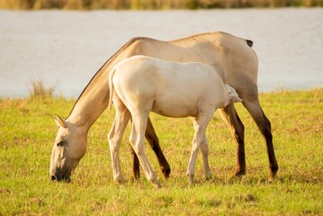 Sticker - two horses grazing on the grass near a body of water