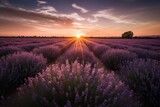 Fototapeta  - Purple lavender field under the setting sun, bees among flowers and wooden fence., generative IA