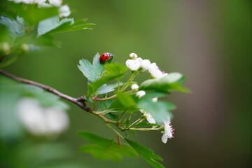 Canvas Print - a ladybug that is standing on a branch of a tree