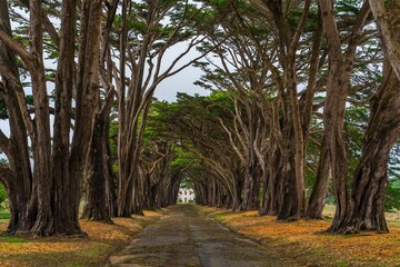 Wall Mural - Breathtaking scenery of a tunnel of cypress trees in Inverness, California