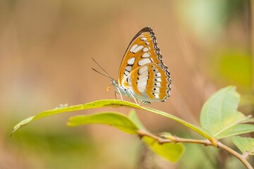 Wall Mural - orange and white butterfly on green leaf next to grass and forest