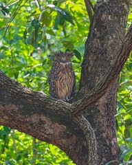 Wall Mural - Closeup of an owl perched on a green tree branch