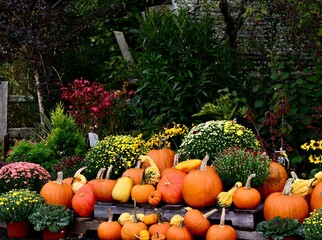 Canvas Print - Closeup of orange pumpkins on a stack in a garden for Halloween