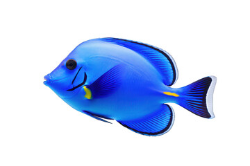 Wall Mural - Blue tang isolated on white background. Generative AI